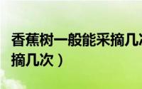 香蕉树一般能采摘几次果子（香蕉树一般能采摘几次）