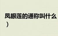 凤眼莲的通称叫什么（凤眼莲的通称是蘑菇吗）