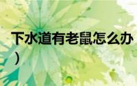 下水道有老鼠怎么办（洗手池的下水道有老鼠）