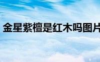 金星紫檀是红木吗图片（金星紫檀是红木吗）