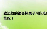 路边捡的银杏树果子可以吃吗（自己捡的银杏果怎样处理才能吃）