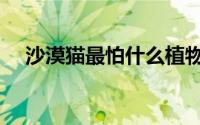 沙漠猫最怕什么植物（沙漠猫最怕什么）