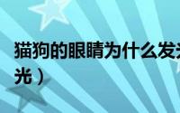 猫狗的眼睛为什么发光（猫狗为什么眼睛会发光）