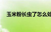 玉米粉长虫了怎么处理（玉米粉虫做法）