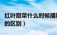 红叶甜菜什么时候播种（紫叶甜菜和红叶甜菜的区别）