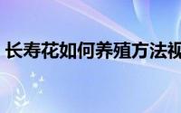 长寿花如何养殖方法视频（长寿花如何养殖）