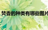 焚香的种类有哪些图片（焚香的种类有哪些）