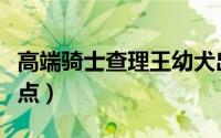 高端骑士查理王幼犬出售（骑士查理王犬优缺点）