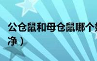 公仓鼠和母仓鼠哪个好动（公母仓鼠哪个爱干净）