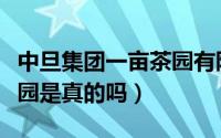 中旦集团一亩茶园有限公司（中旦集团一亩茶园是真的吗）