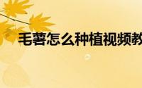 毛薯怎么种植视频教程（毛薯怎么种植）