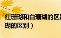 红珊瑚和白珊瑚的区别在哪里（红珊瑚和白珊瑚的区别）