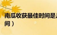 南瓜收获最佳时间是几月份（南瓜收获最佳时间）