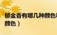 郁金香有哪几种颜色和寓意（郁金香有哪几种颜色）