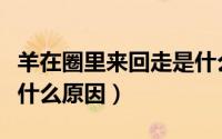 羊在圈里来回走是什么原因（羊在羊圈转圈是什么原因）