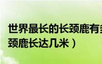 世界最长的长颈鹿有多少米（世界上最长的长颈鹿长达几米）