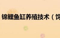 锦鲤鱼缸养殖技术（饲养锦鲤的缸如何布景）