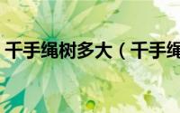 千手绳树多大（千手绳树出生于木叶多少年）
