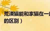 荒漠猫能和家猫在一起玩吗（荒漠猫和沙漠猫的区别）