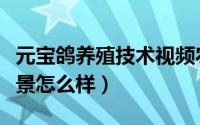 元宝鸽养殖技术视频农广天地（元宝鸽养殖前景怎么样）