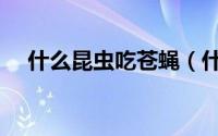 什么昆虫吃苍蝇（什么动物吃苍蝇最多）