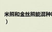 米熊和金丝熊能混种吗（米熊跟金丝熊的区别）
