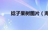 捻子果树图片（海南捻子果是什么）