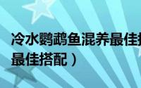 冷水鹦鹉鱼混养最佳搭配图（冷水鹦鹉鱼混养最佳搭配）