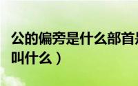 公的偏旁是什么部首是什么（公的偏旁部首是叫什么）