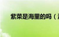 紫菜是海里的吗（海里的木头是什么）