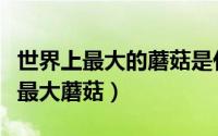世界上最大的蘑菇是什么蘑菇视频（世界十大最大蘑菇）