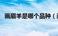 画眉羊是哪个品种（画眉羊和鹿羊的区别）