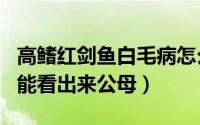 高鳍红剑鱼白毛病怎么治（高鳍红剑鱼几个月能看出来公母）