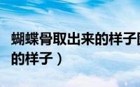蝴蝶骨取出来的样子图片大全（蝴蝶骨取出来的样子）