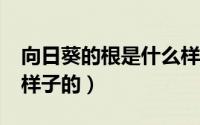 向日葵的根是什么样的?（向日葵的根是什么样子的）