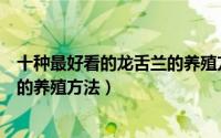 十种最好看的龙舌兰的养殖方法图片（十种最好看的龙舌兰的养殖方法）