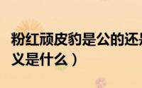 粉红顽皮豹是公的还是母的（粉红顽皮豹的意义是什么）