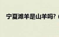 宁夏滩羊是山羊吗?（宁夏滩羊是什么羊）