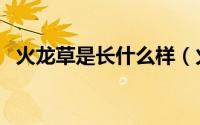 火龙草是长什么样（火龙草的真实植物图）