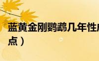 蓝黄金刚鹦鹉几年性成熟（蓝黄金刚鹦鹉优缺点）