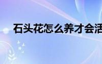 石头花怎么养才会活（石头花要怎么养）