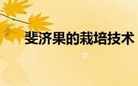 斐济果的栽培技术（斐济果如何繁殖）