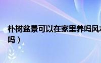朴树盆景可以在家里养吗风水好吗（朴树盆景可以在家里养吗）
