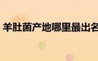 羊肚菌产地哪里最出名（羊肚菌产地排行榜）