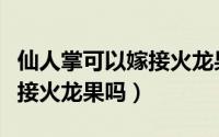 仙人掌可以嫁接火龙果吗图片（仙人掌可以嫁接火龙果吗）