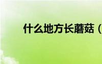 什么地方长蘑菇（什么地方长肉蘑）