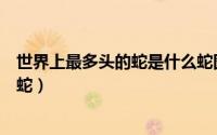 世界上最多头的蛇是什么蛇图片（世界上最多头的蛇是什么蛇）
