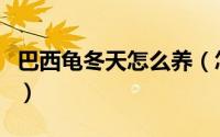 巴西龟冬天怎么养（怎样在冬天饲养小巴西龟）
