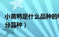 小黄鸭是什么品种的鸭子（幼崽小黄鸭怎么区分品种）