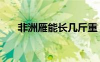 非洲雁能长几斤重（非洲雁能长几斤）